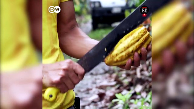 ¿Qué secretos se esconden detrás de la producción del chocolate suizo?