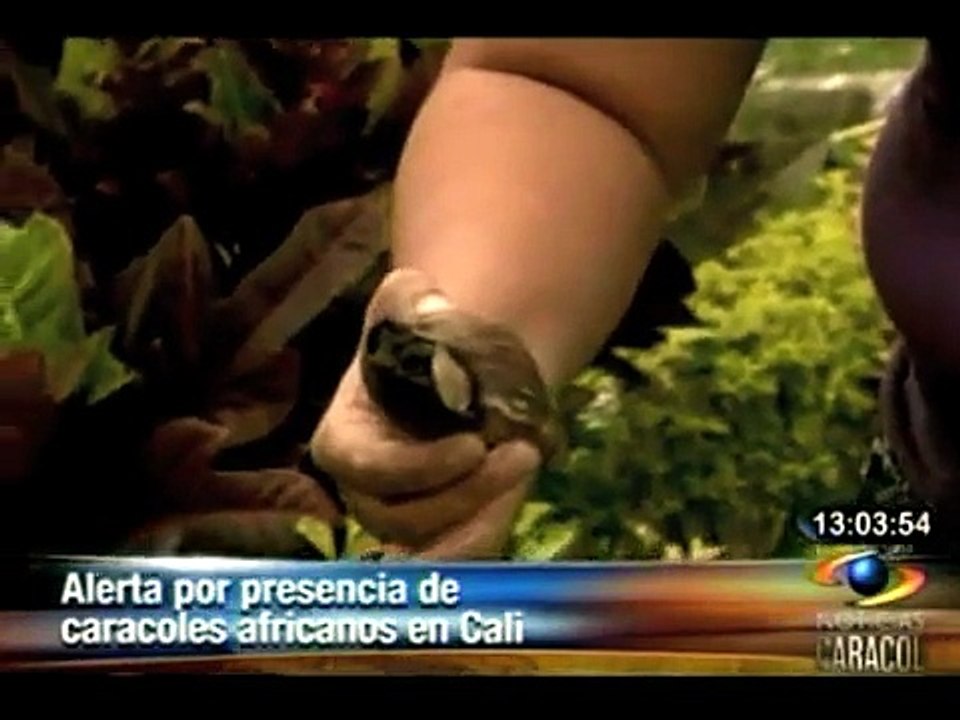 Caracoles en Cali