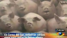 Cerdos sepultados vivos