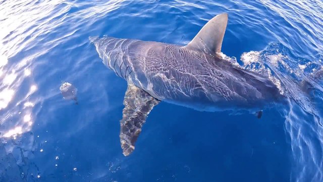 «Uno squalo di almeno 4 metri ci ha attaccato tre volte», il racconto di tre pescatori al largo del Giglio