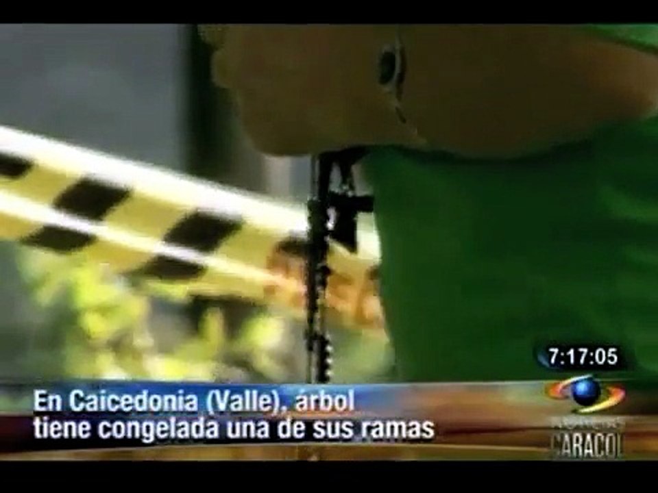 Rama congelada