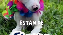 Día del Animal: celebración y jornada de adopción en el Centro de Adopciones Municipal