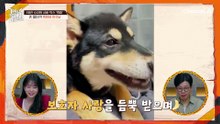 "아주 성격 좋은 개인데요?" 낯선 사람에게도 저항감이 전혀 없는 시바 믹스견 '흑미'!?