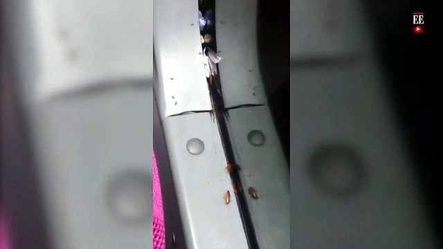 Cucarachas en Transmilenio | El Espectador