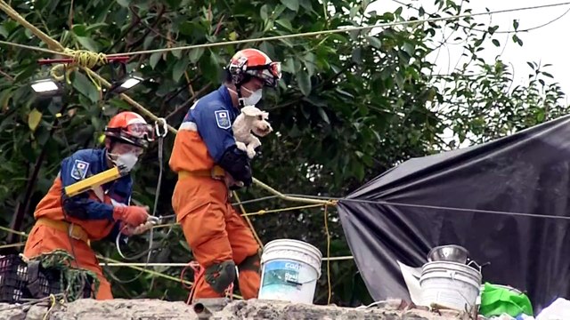 Rescatan a un perro que sobrevivió cinco días bajo escombros en México | El Espectador