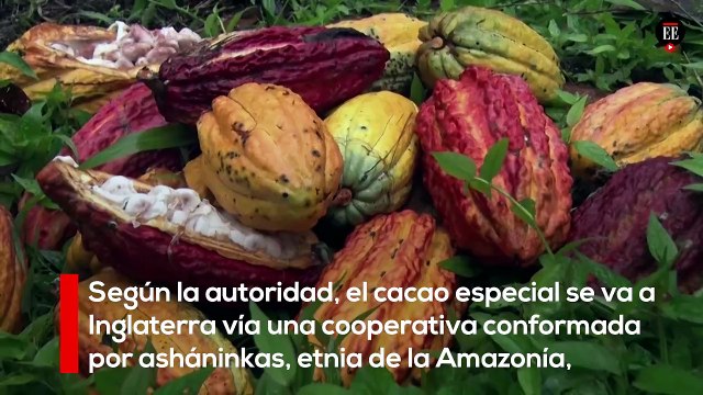 Perú remplaza el cultivo de hoja de coca por cacao y café | El Espectador