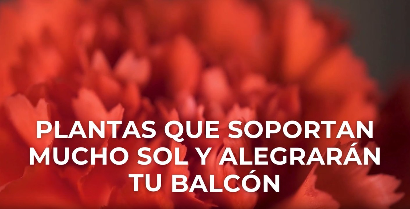 Pantas que soportan mucho sol y alegrarán tu balcón