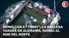 ‘Timmy’, la ballena jorobada atrapada en Alemania, es sacada en una barcaza rumbo al mar del Norte