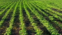 FAZENDA COM 1117 ALQUEIRÃO A VENDA CMC