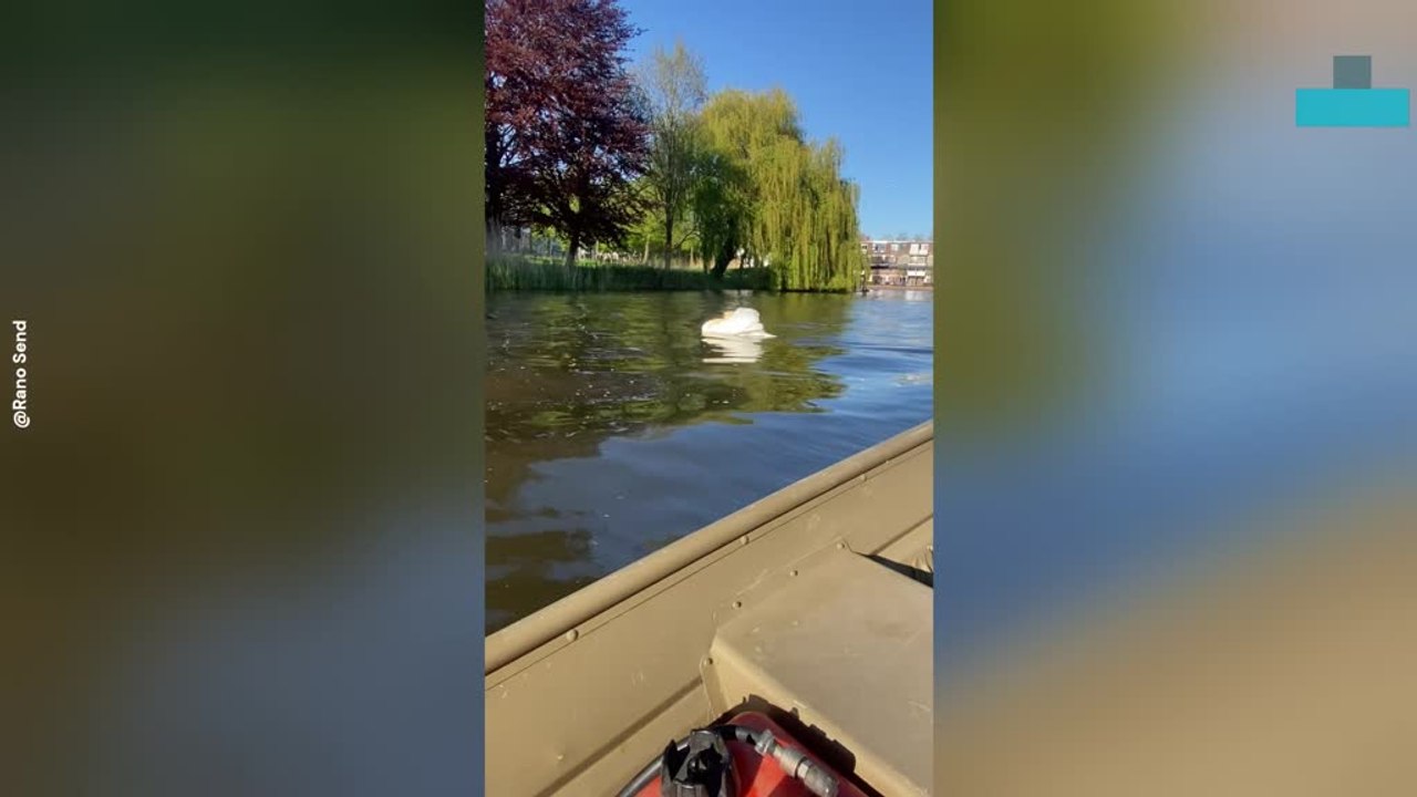 Swan Suddenly Attacks Woman During Close Encounter on Water