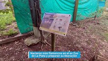 Nacieron más flamencos en el ex Zoo de La Plata y preparan su liberación