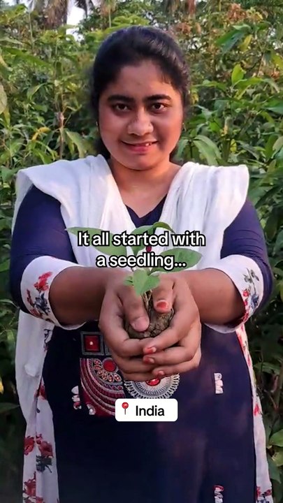 It started with one seedling 🌱