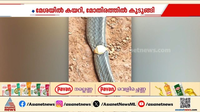 സ്വർണ മോതിരമിട്ട ചേര; മേശയിൽ സൂക്ഷിച്ച മോതിരം ചേരയുടെ ശരീരത്തിൽ കുടുങ്ങി| Kasaragod