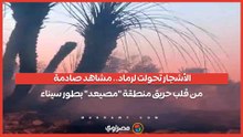 الأشجار تحولت لرماد.. مشاهد صادمة من قلب حريق منطقة "مصيعد" بطور سيناء