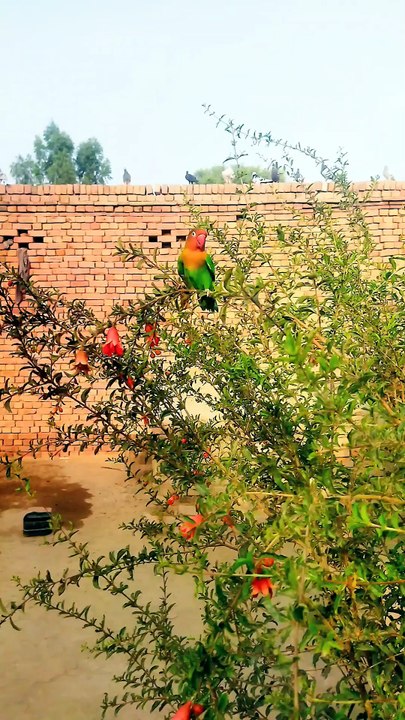 My bird