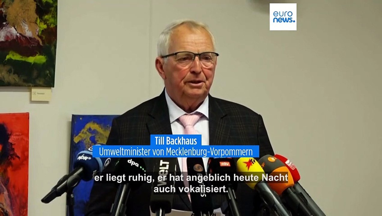 Timmys Rettung aus der Ostsee: 'Kein gesunder Wal hätte das mit sich machen lassen'