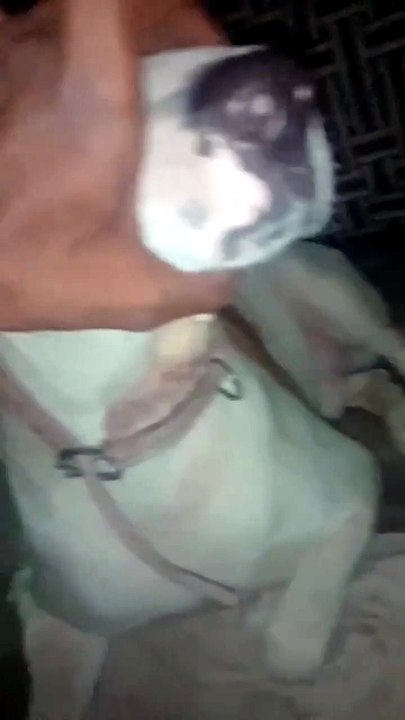 Desi Dogo Argentina  pitbull pakistanibully