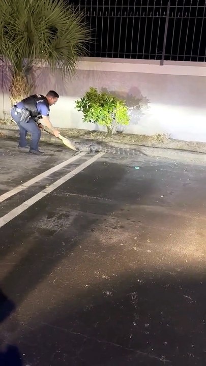 Florida, Aligator