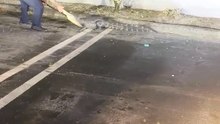 Florida, Aligator