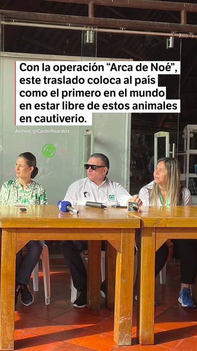 Adiós a Yoko, el último chimpancé en Colombia: así será su traslado a Brasil