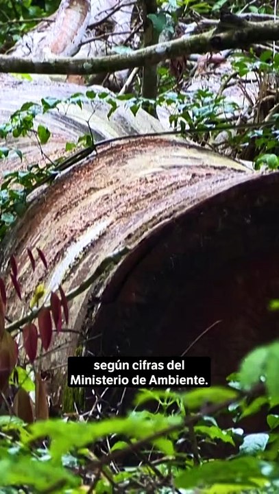 Cultivos De Coca, Ganadería Y Carreteras Ilegales Siguen Creciendo En La Amazonía- Defensoría