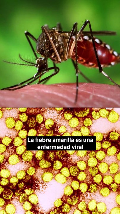 Fiebre amarilla en Colombia: todo lo que debe saber sobre la vacunación
