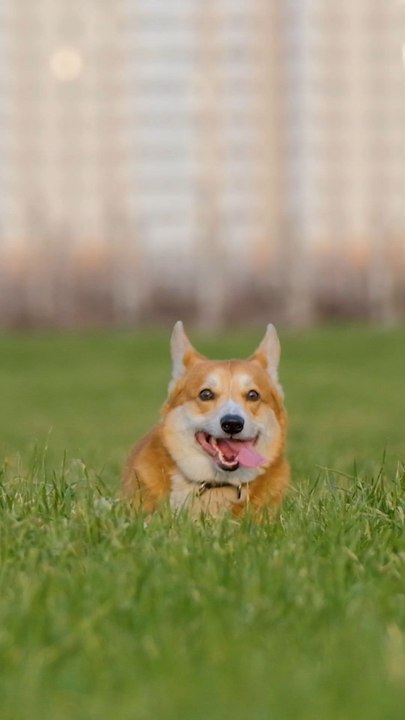 Do you like dogs?