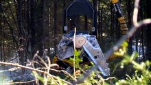Comment faire cohabiter acériculture et foresterie?