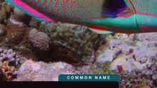 Parrotfish of Fiji – Outer Reef Habitat