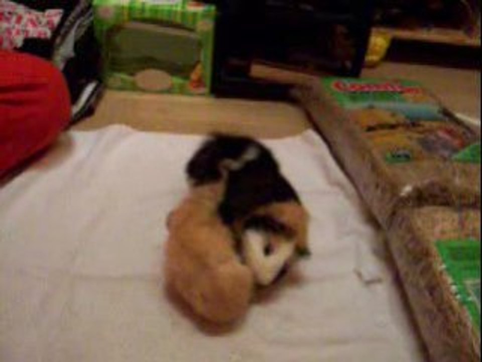 Rencontre Taïkô-Kinaï