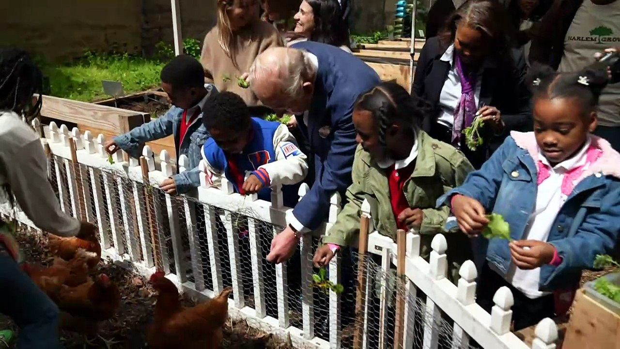 King feeds Harlem chickens