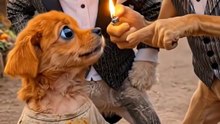 A emotional story of a poor & hardworking puppy life's 🐕😭