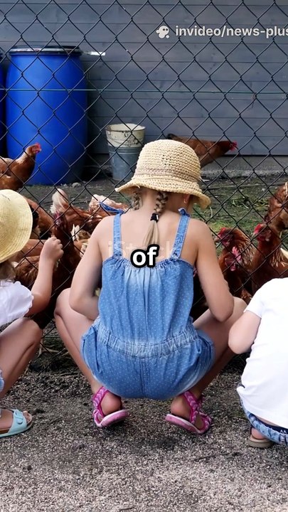 Drug-Resistant Salmonella Outbreak in 13 States – CDC Warns Backyard Poultry Owners