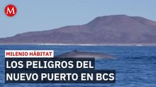 Ballena azul peligra por decreto que habilita a Loreto como Puerto de Altura | Milenio Hábitat