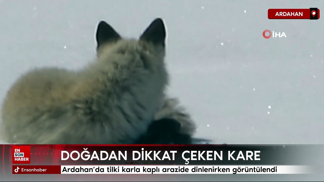Ardahan’da tilki karla kaplı arazide dinlenirken görüntülendi