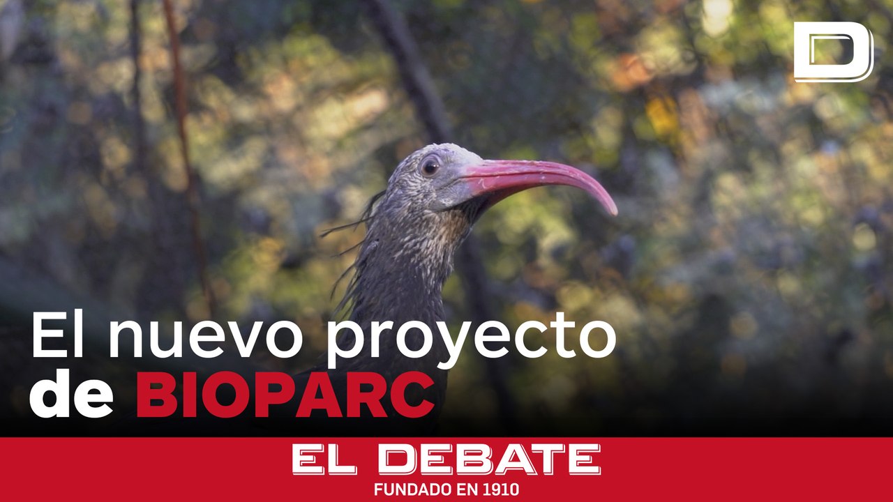 Bioparc Valencia incorpora y se une al proyecto para salvar una especie extinta en Europa desde el siglo XVII