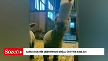 Şarkıcı Carrie Underwood doğal üretime başladı