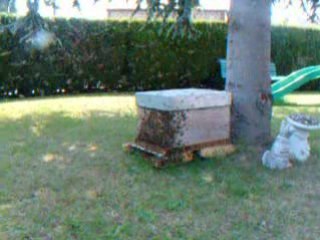 essaim d abeille oissel