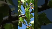 Kayısıda çağla dönemi, gözler hava şartlarında