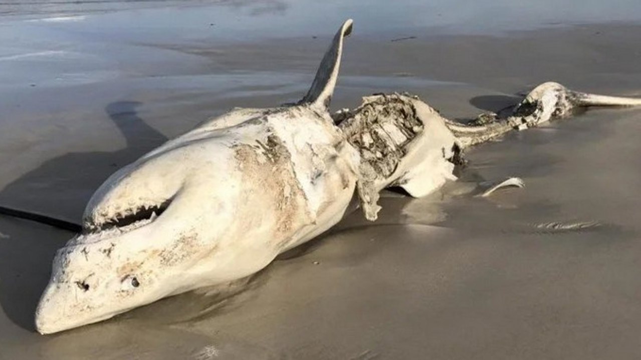 Two Great White Sharks Patrolling South Africa