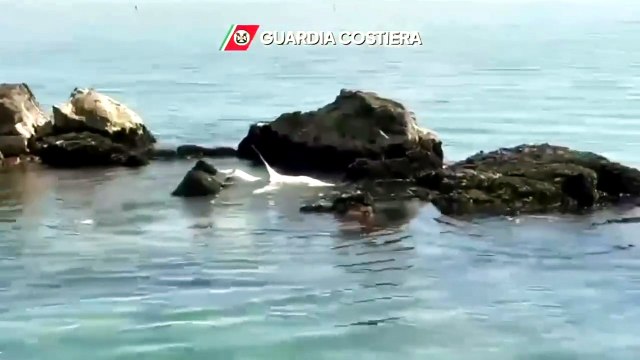 Squalo di due metri intrappolato tra gli scogli: il salvataggio