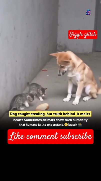 Dog Caught Stealing Food for a Secret Reason! (True Story)