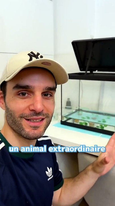 J’élève des bébés axolotl, ils sont incroyables 💚