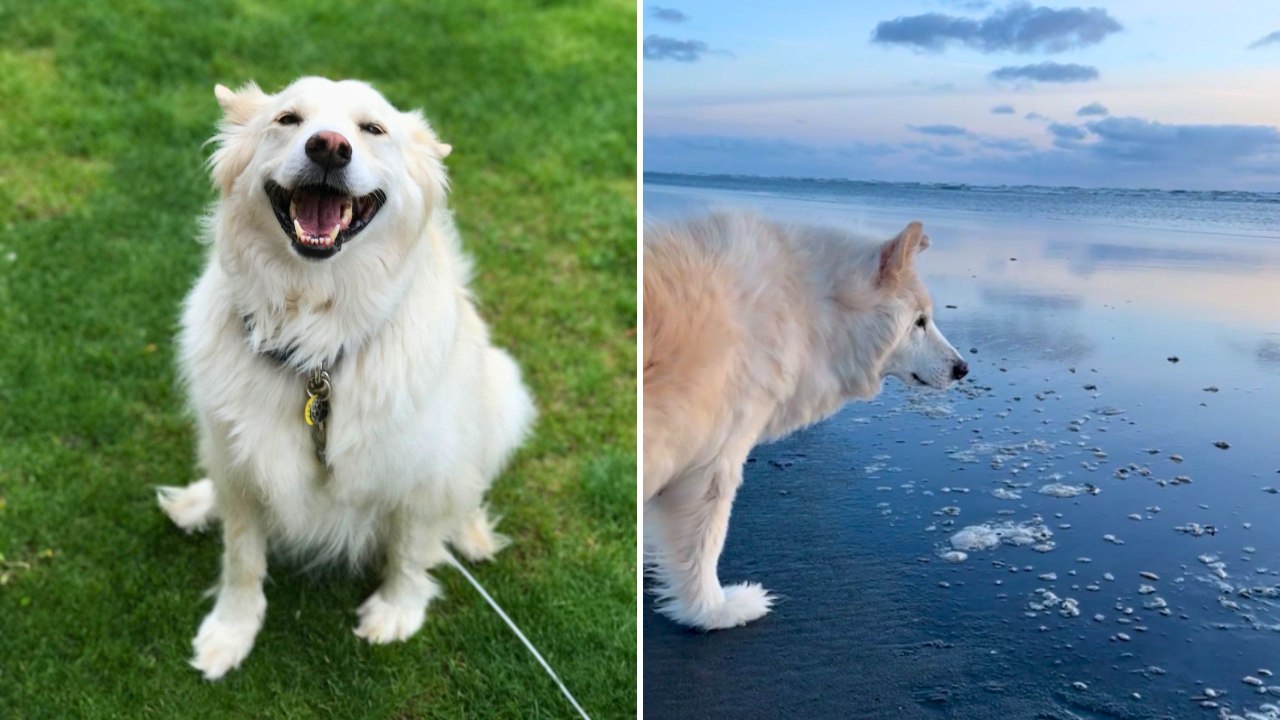 Emotional Moment 18-Year-Old Dog Sees The Ocean For First Time | Happily TV