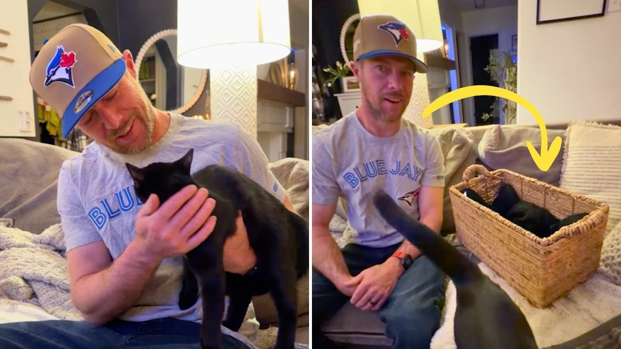 Wife Gifts Husband Dream Cat - Then FIVE Surprise Kittens Arrive | Happily TV