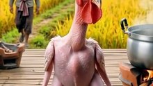 # CRAZY CHICKEN IN THE RICE