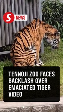 Uproar over video of emaciated tiger at Osaka zoo housing Taiping zoo elephants
