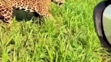 Vídeo: onça-pintada ‘faz escolta’ de fazendeiro no Mato Grosso