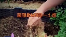 Fruit Peels to Natural Fertiliser | Easy Organic Plant Food Idea #NaturalFertiliser #OrganicGardening #FruitPeels #CompostDIY #GardenHacks #PlantCare #EcoFriendly #WasteToWealth #HomeGarden #SustainableLiving #CraftlyIdeas