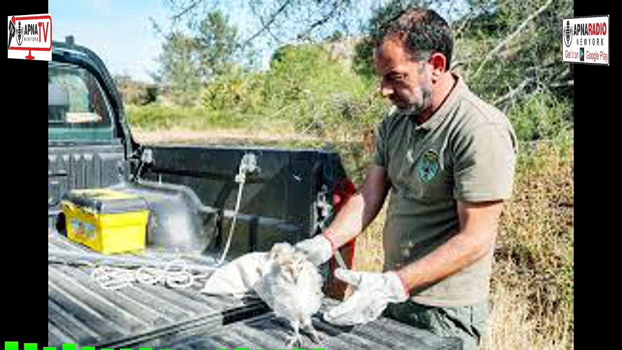 Owls on Duty in Cyprus 🦉 | The Unique Tradition Protecting Crops Naturally 30-04-2026